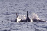 RIB boat tours - pair of dolphins