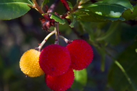 Croatia eco and nature packages - red and yellow fruits (arbutum unedo tree)