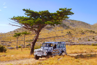 Holidays in Croatia: Dalmatian island safari tour - black spotted defender under the black Dalmatian pine