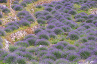 Lavender terrace fields and bushes - Lavender tours by Ilirio